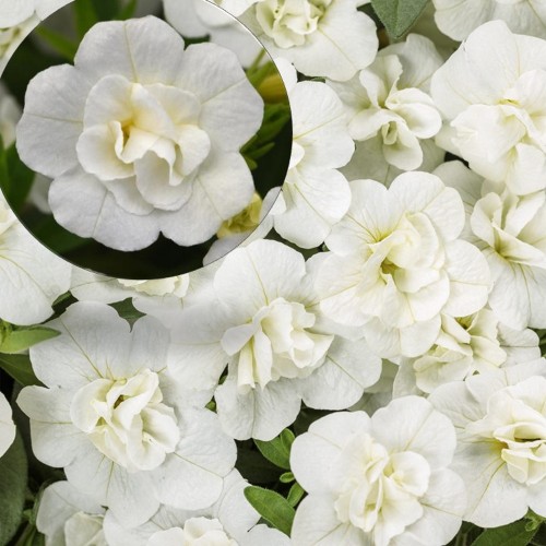 Calibrachoa UNIQUE 'Double White' - Puispetuunia UNIQUE 'Double White'